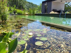 Biljke u prirodnom bazenu